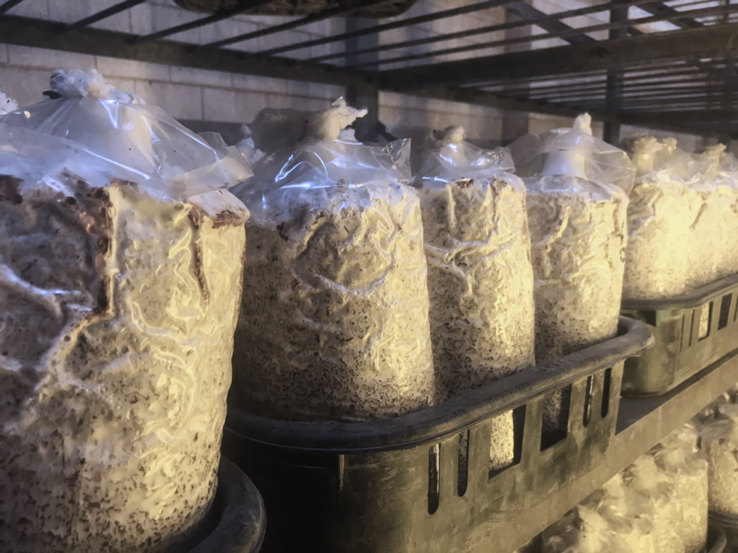 [標竿學習] 菇袋應用可生物分解薄膜技術（喬福材料科技股份有限公司）