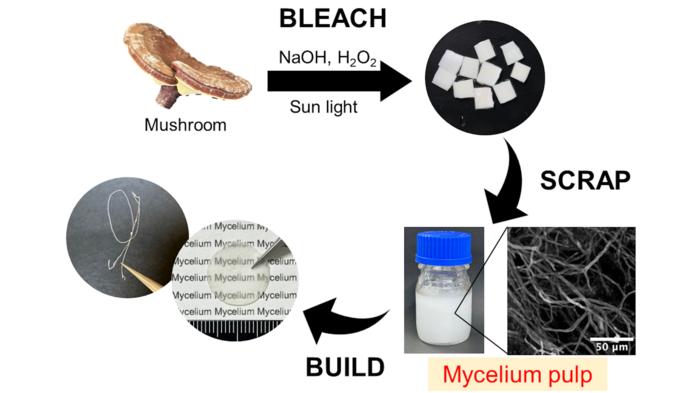 信州大學研究團隊從蕈類的有性產孢結構「子實體」中提取出菌絲體纖維，可轉化為皮革等永續原料。.jpg